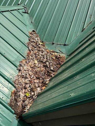 Debris forming on metal roof